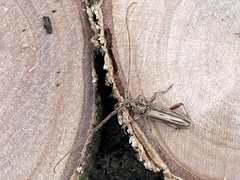 Eburida sublineata