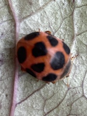 Diekeana admirabilis