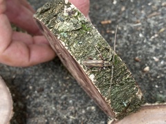 Eburida sublineata