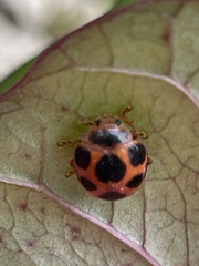 Diekeana admirabilis