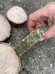 Eburida sublineata