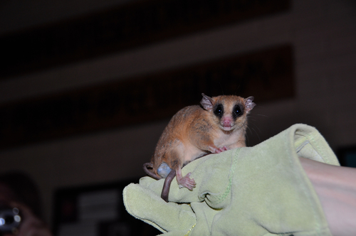 Mexican Mouse Opossum