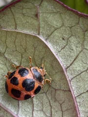 Diekeana admirabilis