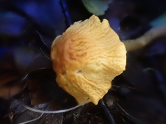 Cystoderma muscicola
