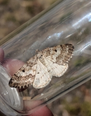 Eufidonia convergaria