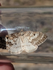 Eufidonia convergaria