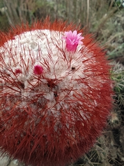 Melocactus andinus