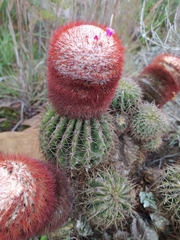 Melocactus andinus