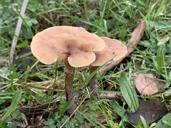 Armillaria luteobubalina