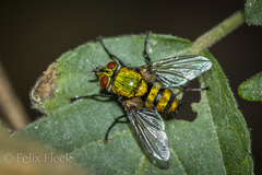 Chrysoexorista