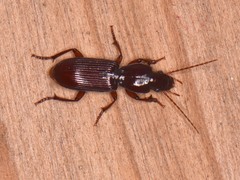Stenomorphus californicus