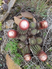 Melocactus andinus