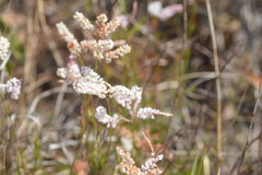Polygonella robusta