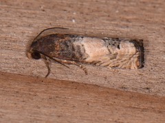Epiblema desertana