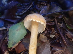 Cystoderma muscicola