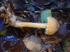 Cystoderma muscicola