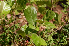Quercus marilandica marilandica