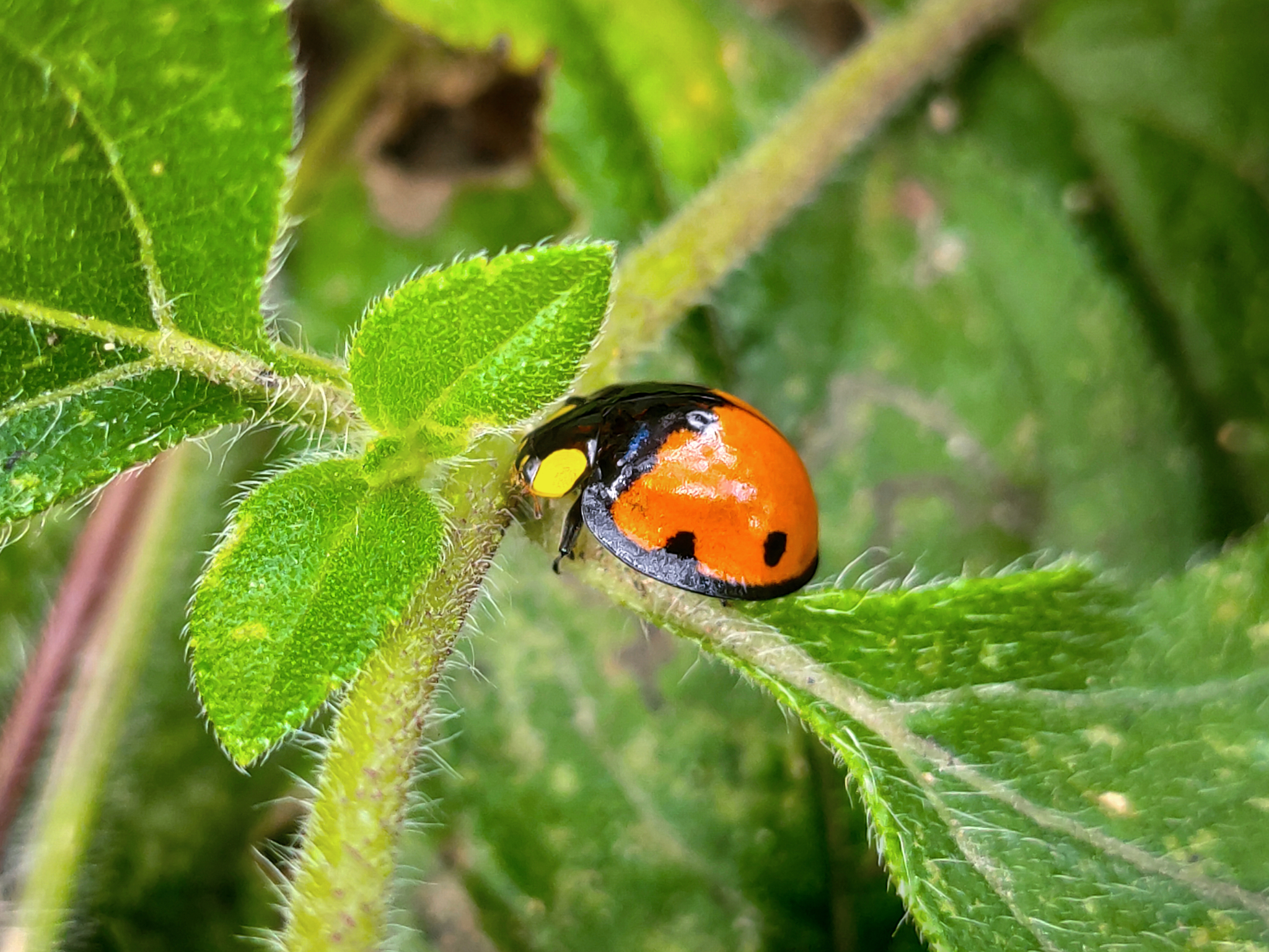 Gelechiidae image
