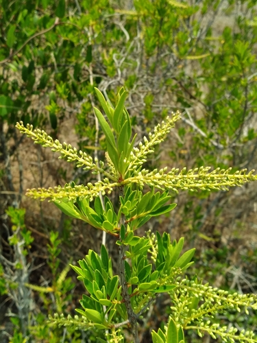 Cyrillaceae