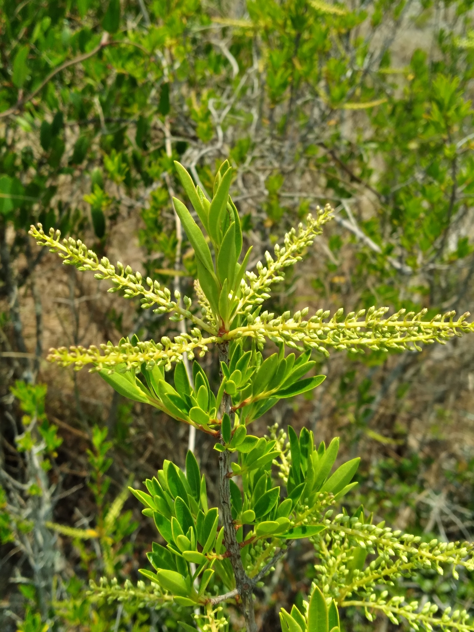 Cyrillaceae