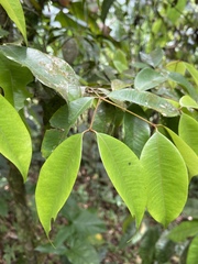 Calyptranthes sintenisii
