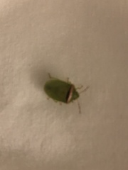 Piezodorus oceanicus