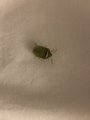 Piezodorus oceanicus