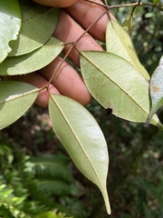 Calyptranthes sintenisii