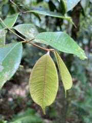 Calyptranthes sintenisii