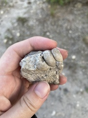 Gastropoda