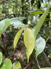 Calyptranthes sintenisii