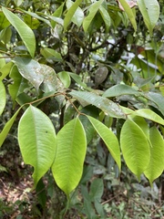 Calyptranthes sintenisii