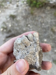 Gastropoda
