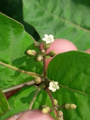 Rauvolfia tetraphylla