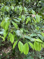 Calyptranthes sintenisii