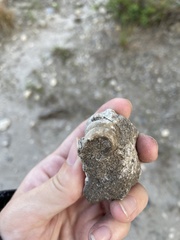 Gastropoda