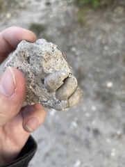 Gastropoda