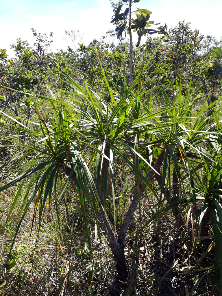 Vellozia sincorana