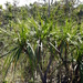 Vellozia sincorana - Photo (c) damnpaiva, alguns direitos reservados (CC BY-NC)