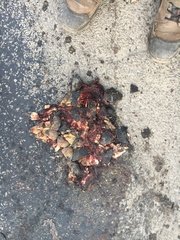 Emydoidea blandingii