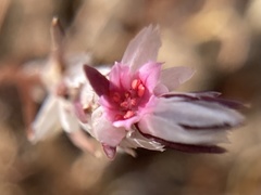 Polygonum bidwelliae