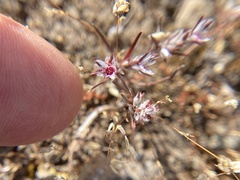 Polygonum bidwelliae
