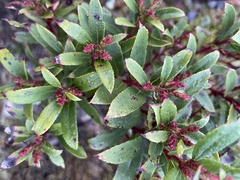 Gaultheria paniculata