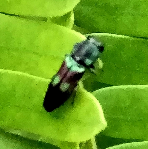 Agrilaxia dohrni · iNaturalist