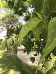 Pachypsylla celtidismamma
