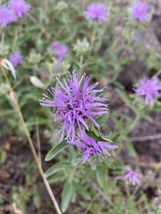 Monardella sheltonii