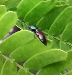 Agrilaxia dohrni