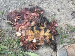 Emydoidea blandingii