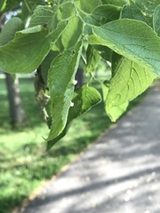 Pachypsylla celtidismamma