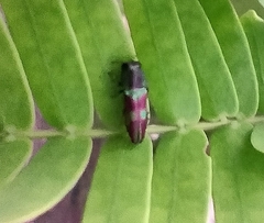 Agrilaxia dohrni